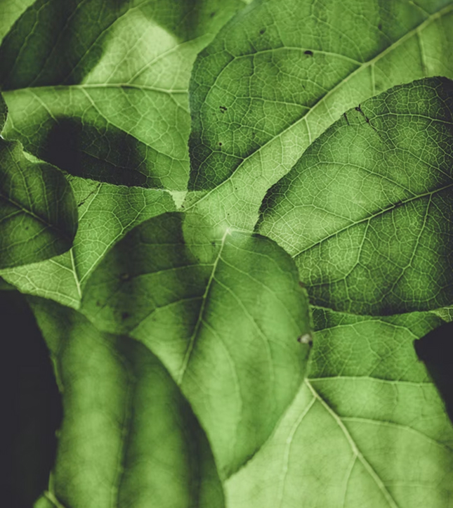 The Allowance approach to healing and transformation